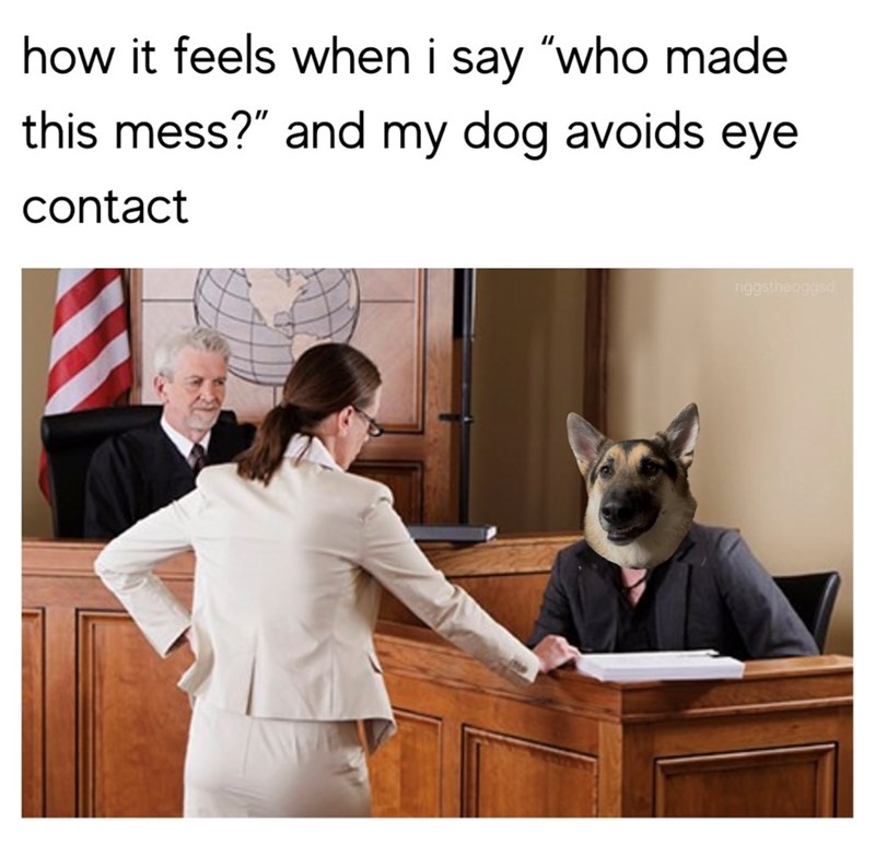 how it feels when i say "who made this mess?" and my dog avoids eye contact riggstheoggsd