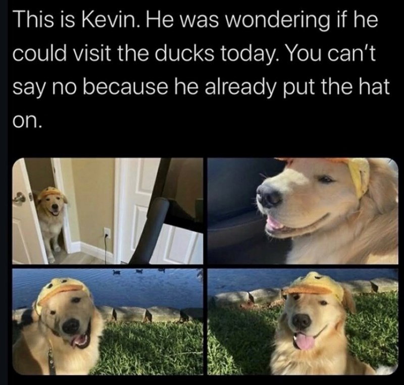 This is Kevin. He was wondering if he could visit the ducks today. You can't say no because he already put the hat on.