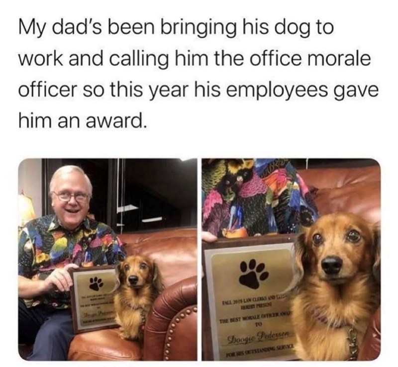 My dad's been bringing his dog to work and calling him the office morale officer so this year his employees gave him an award. FALL 2019 LAW CLERKS AND CAI VERESTY PRESINI THE BEST MORALE OFFICER AWA TO Boogie Pedersen FOR HIS OUTSTANDING SERVICE