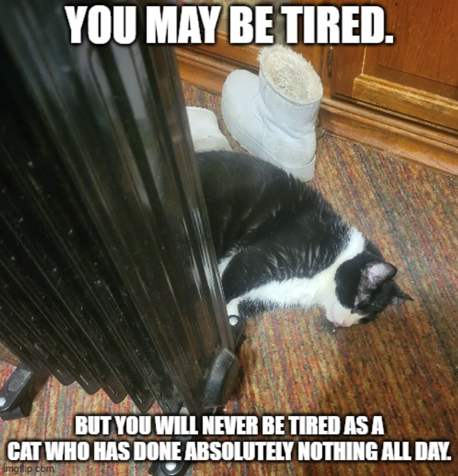 YOU MAY BE TIRED. BUT YOU WILL NEVER BE TIRED AS A CAT WHO HAS DONE ABSOLUTELY NOTHING ALL DAY. imgfip.com