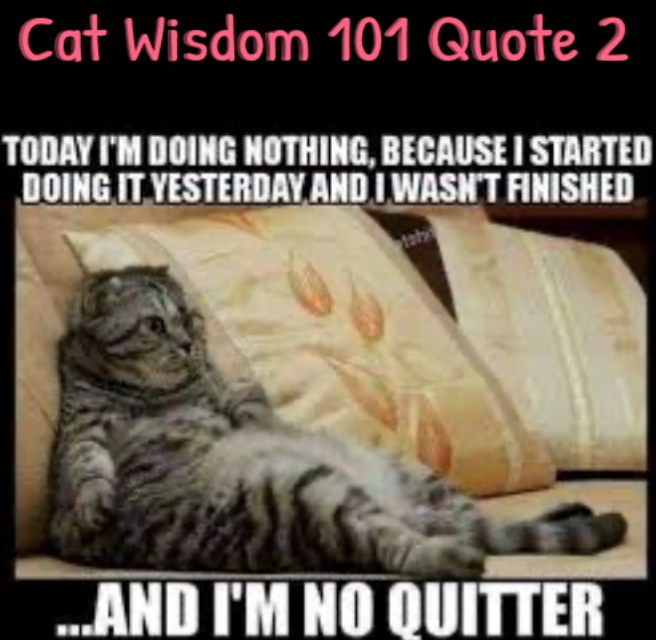 Cat Wisdom 101 Quote 2 TODAY I'M DOING NOTHING, BECAUSE I STARTED DOING IT YESTERDAY AND I WASN'T FINISHED ...AND I'M NO QUITTER