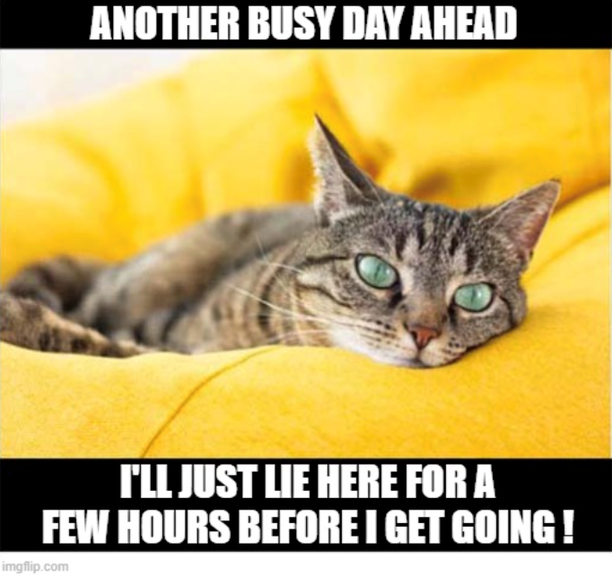ANOTHER BUSY DAY AHEAD I'LL JUST LIE HERE FOR A FEW HOURS BEFORE I GET GOING! imgflip.com