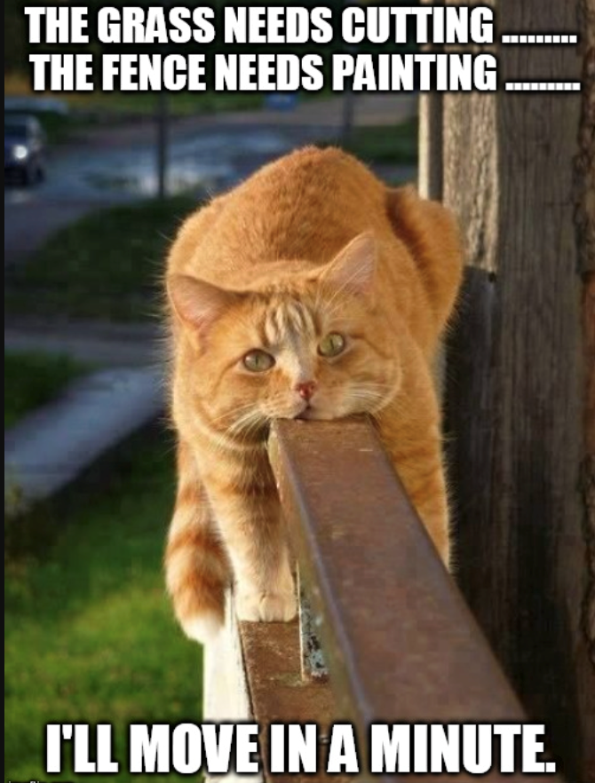 THE GRASS NEEDS CUTTING.......... THE FENCE NEEDS PAINTING... I'LL MOVE IN A MINUTE.