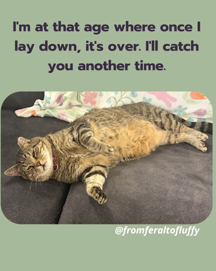 I'm at that age where once | lay down, it's over. I'll catch you another time. @fromferaltofluffy