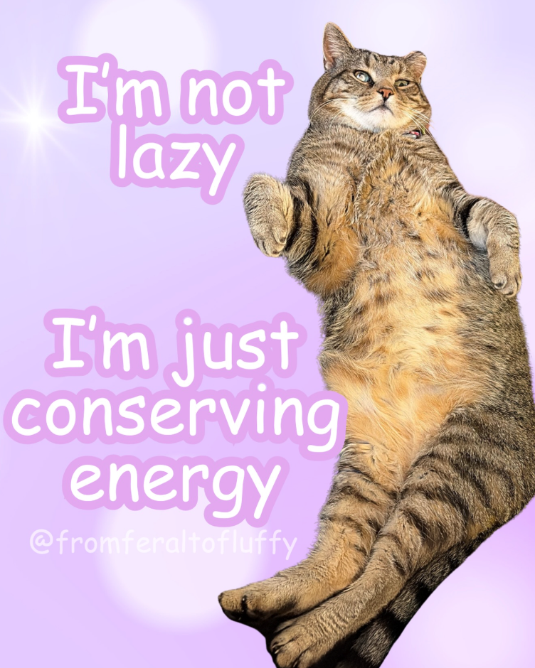 I'm not lazy I'm just conserving energy @fromferaltofluffy