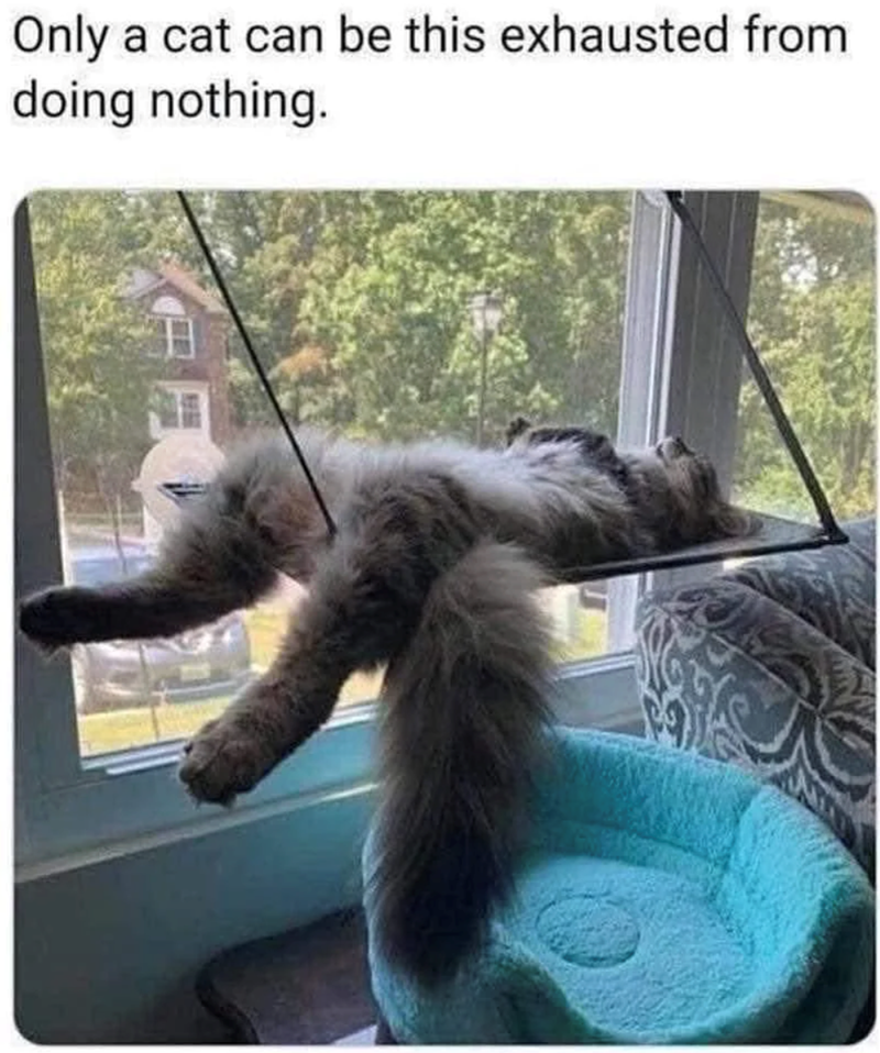 Only a cat can be this exhausted from doing nothing.