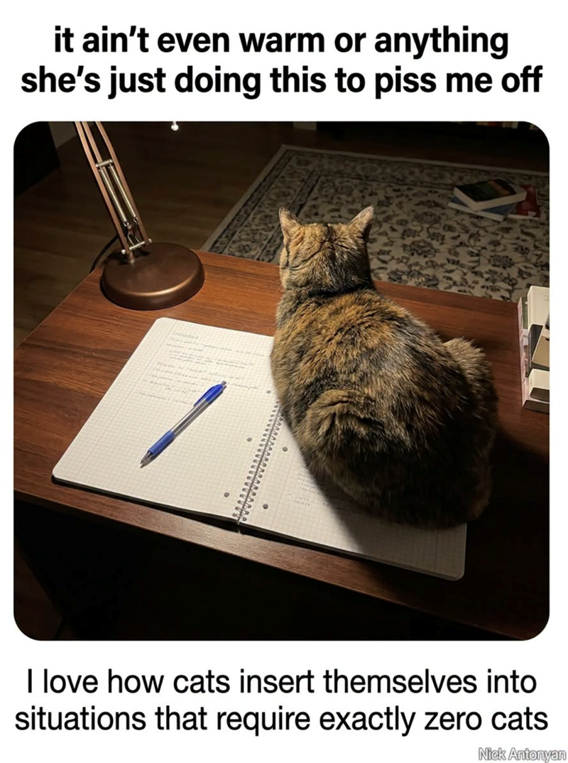 it ain't even warm or anything she's just doing this to piss me off I love how cats insert themselves into situations that require exactly zero cats Nick Antonyan