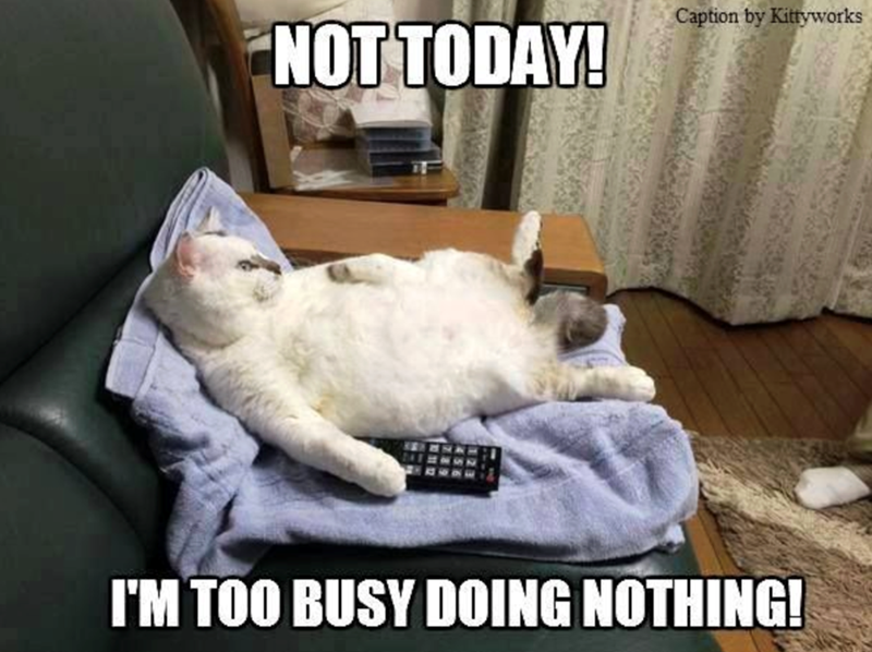 Caption by Kittyworks NOT TODAY! I'M TOO BUSY DOING NOTHING!