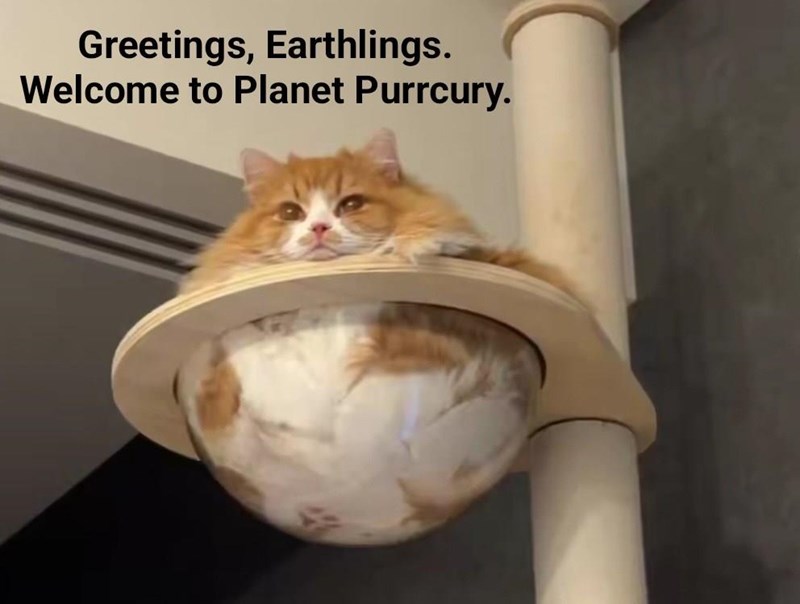 Greetings, Earthlings. Welcome to Planet Purrcury.