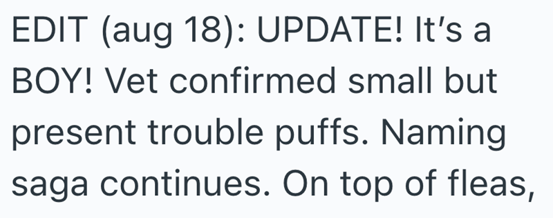 EDIT (aug 18): UPDATE! It's a BOY! Vet confirmed small but present trouble puffs. Naming saga continues. On top of fleas,