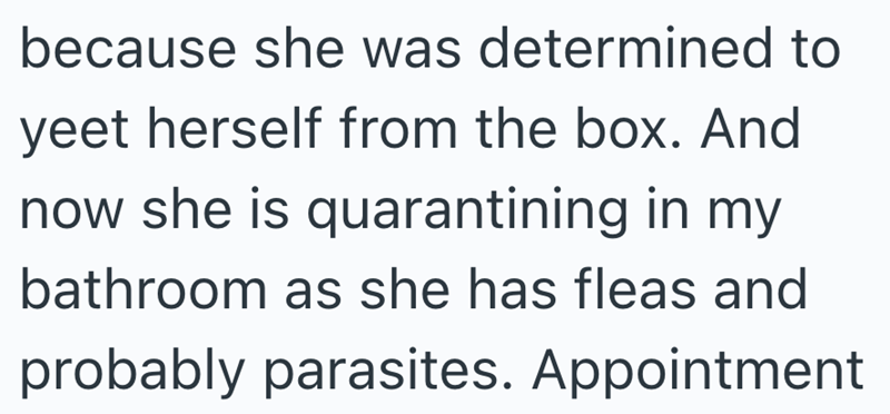because she was determined to yeet herself from the box. And now she is quarantining in my bathroom as she has fleas and probably parasites. Appointment