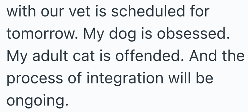 with our vet is scheduled for tomorrow. My dog is obsessed. My adult cat is offended. And the process of integration will be ongoing.