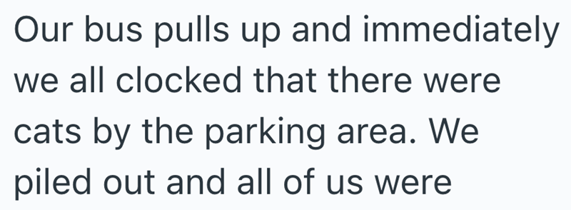 Our bus pulls up and immediately we all clocked that there were cats by the parking area. We piled out and all of us were
