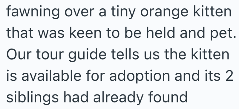fawning over a tiny orange kitten that was keen to be held and pet. Our tour guide tells us the kitten is available for adoption and its 2 siblings had already found