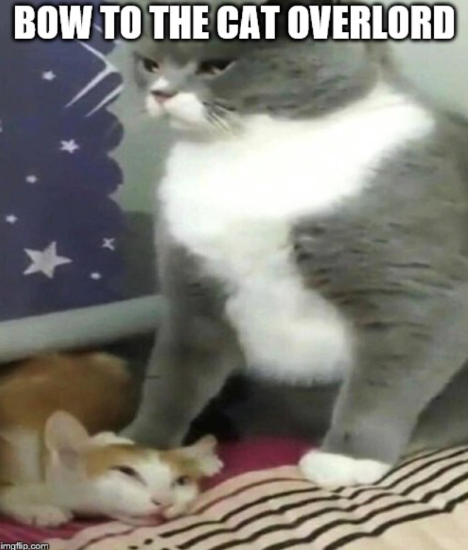 BOW TO THE CAT OVERLORD imgflip.com