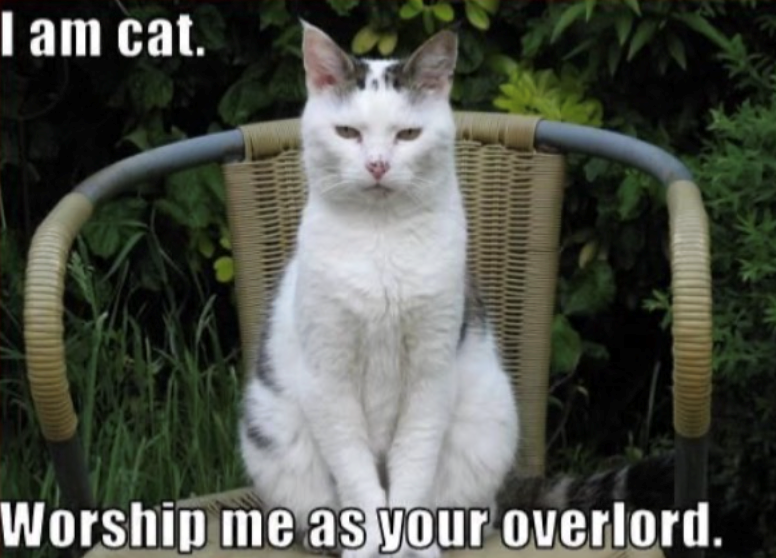 I am cat. Worship me as your overlord.