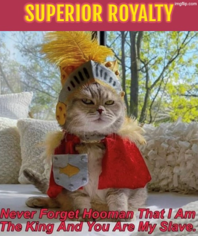 SUPERIOR ROYALTY imgflip.com Never Forget Hooman That I Am The King And You Are My Slave.