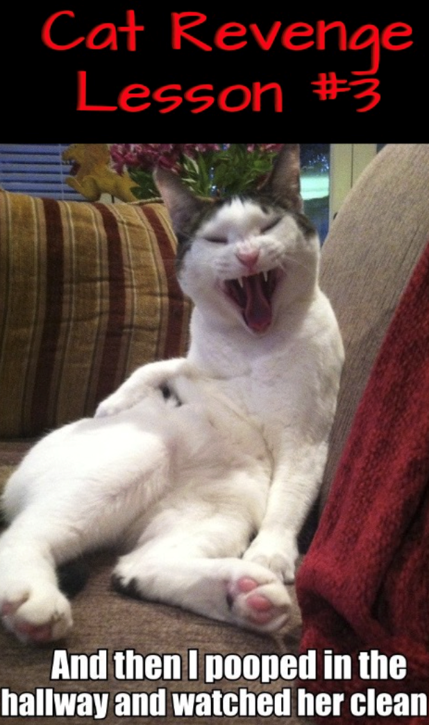 Cat Revenge Lesson #3 And then I pooped in the hallway and watched her clean
