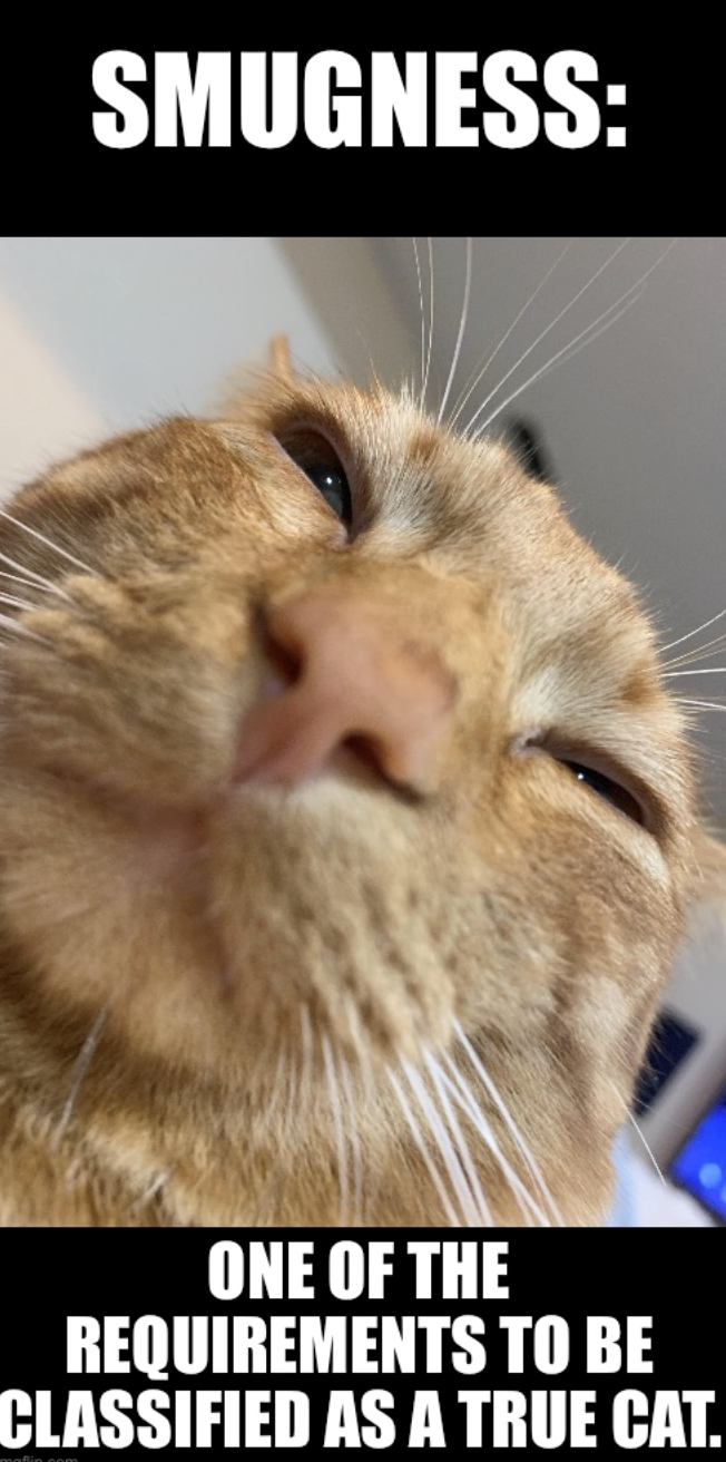 SMUGNESS: ONE OF THE REQUIREMENTS TO BE CLASSIFIED AS A TRUE CAT.