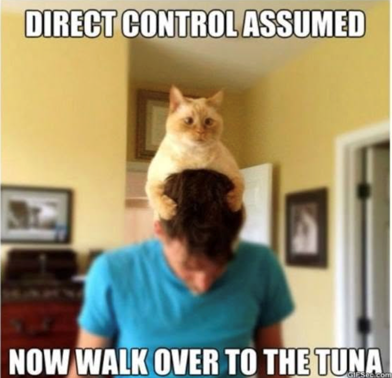 DIRECT CONTROL ASSUMED NOW WALK OVER TO THE TUNA GIFSec.com