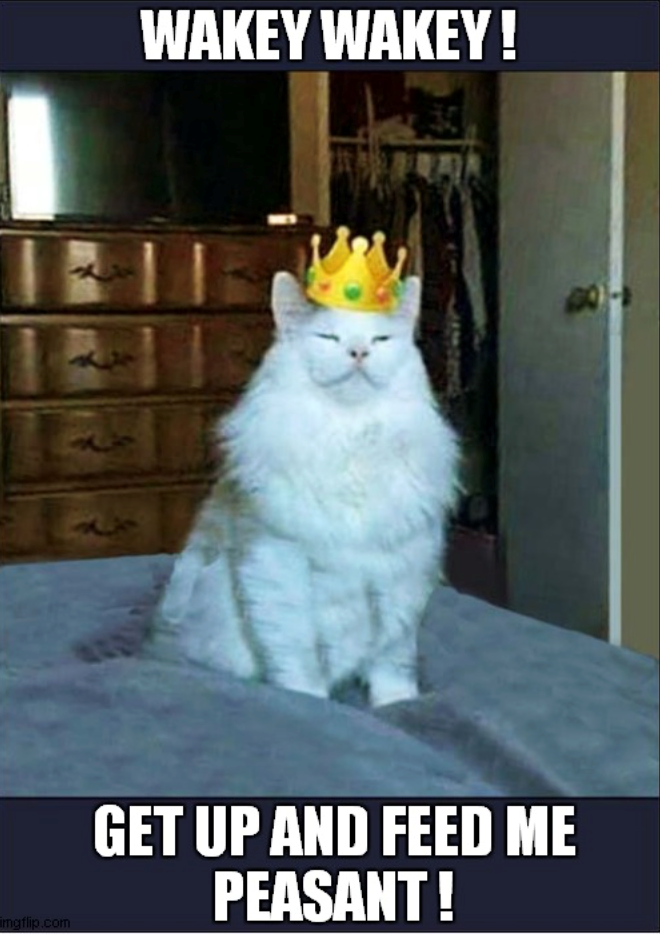 mgflip.com WAKEY WAKEY! J 60-> GET UP AND FEED ME PEASANT !