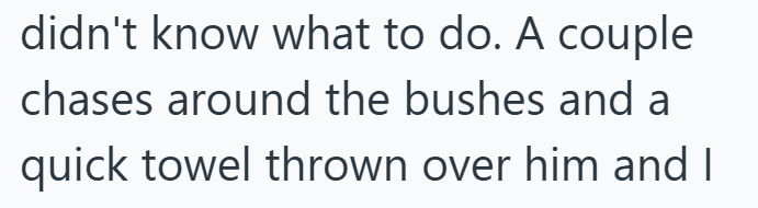 didn't know what to do. A couple chases around the bushes and a quick towel thrown over him and I