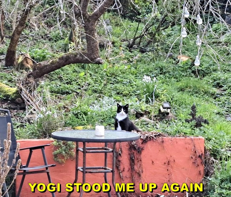 YOGI STOOD ME UP AGAIN