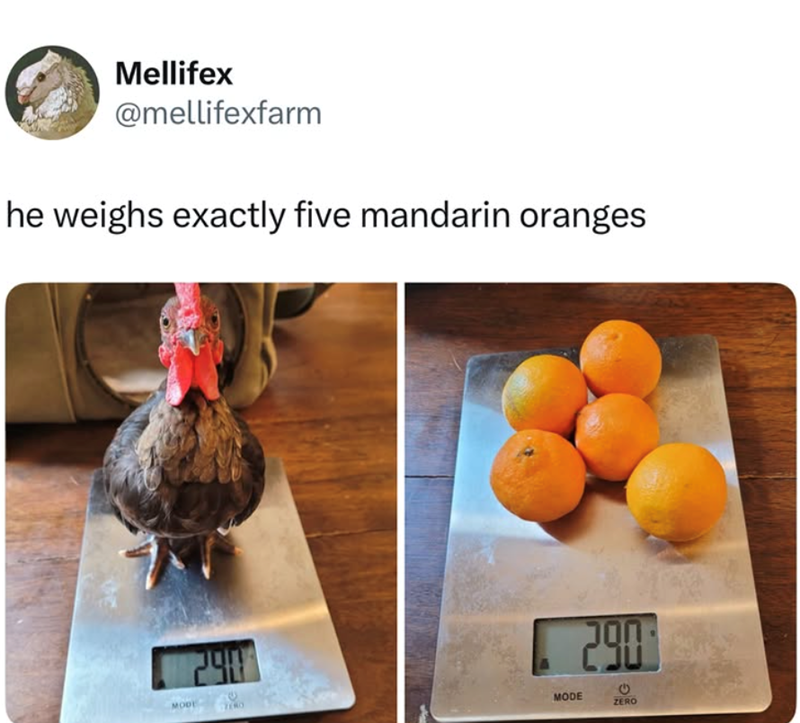 Mellifex @mellifexfarm he weighs exactly five mandarin oranges MODE 290 JON C MODE ZERO