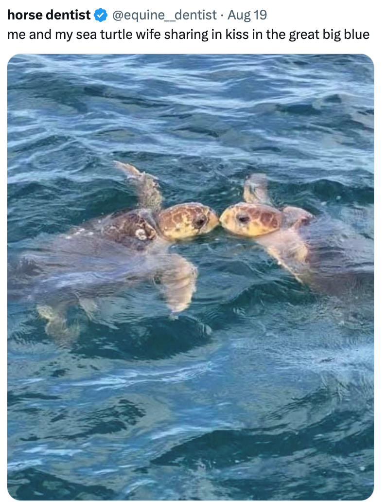 horse dentist @equine_dentist • Aug 19 me and my sea turtle wife sharing in kiss in the great big blue