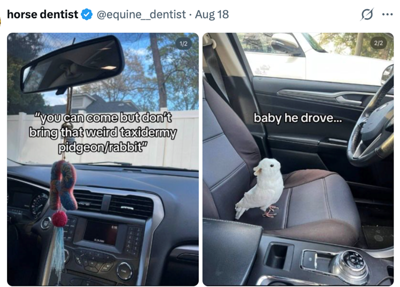 horse dentist @equine_dentist • Aug 18 "you can come but don't bring that weird taxidermy pidgeon/rabbit" 1/2 baby he drove... 2/2 ...