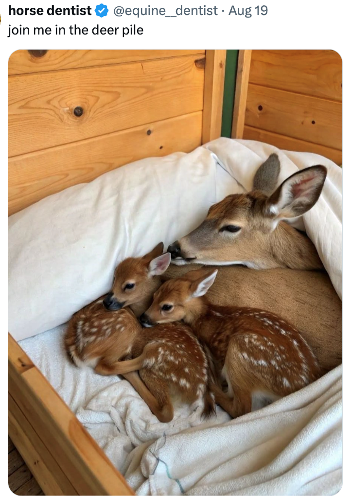 horse dentist @equine_dentist • Aug 19 join me in the deer pile