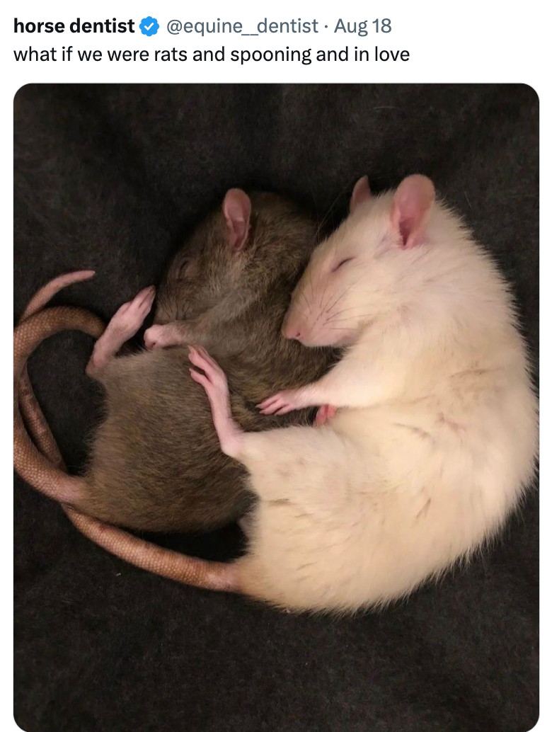 horse dentist @equine_dentist. Aug 18 what if we were rats and spooning and in love