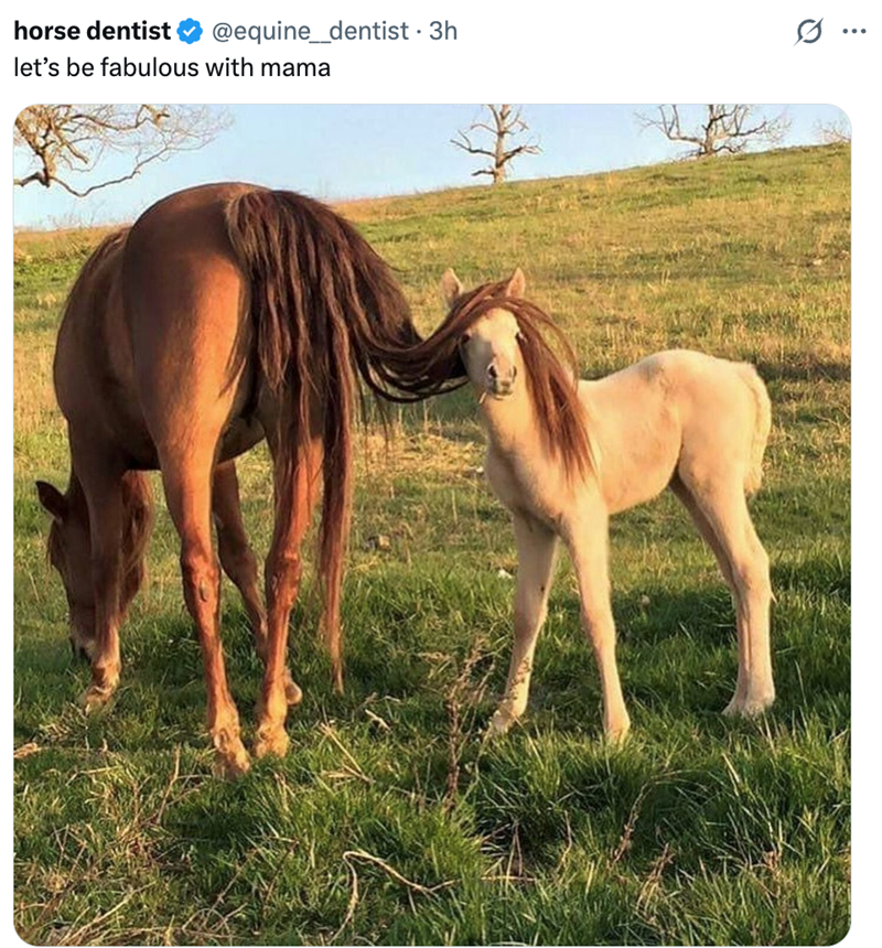 horse dentist let's be fabulous with mama @equine_dentist • 3h Q