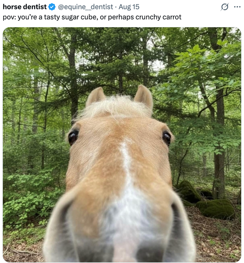 horse dentist @equine_dentist • Aug 15 pov: you're a tasty sugar cube, or perhaps crunchy carrot ...