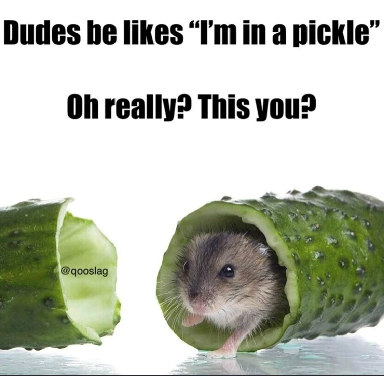 Dudes be likes "I'm in a pickle” Oh really? This you? @qooslag
