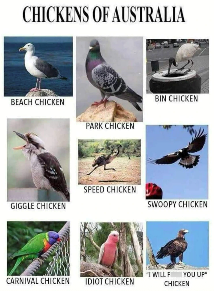 CHICKENS OF AUSTRALIA BEACH CHICKEN PARK CHICKEN BIN CHICKEN SPEED CHICKEN GIGGLE CHICKEN SWOOPY CHICKEN "I WILL F YOU UP" CARNIVAL CHICKEN IDIOT CHICKEN CHICKEN