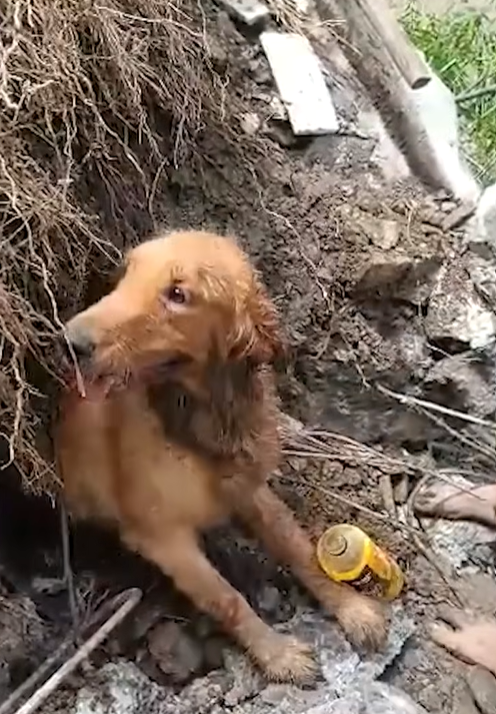 Cheezburger Image 10657519104