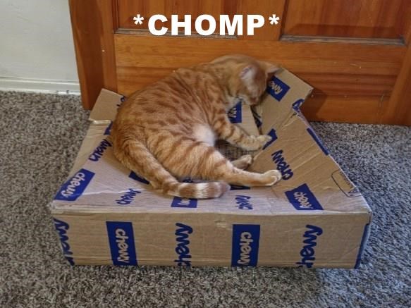 *CHOMP* Aman chewy wy Amau cheny hewy A chewy chewy chewy