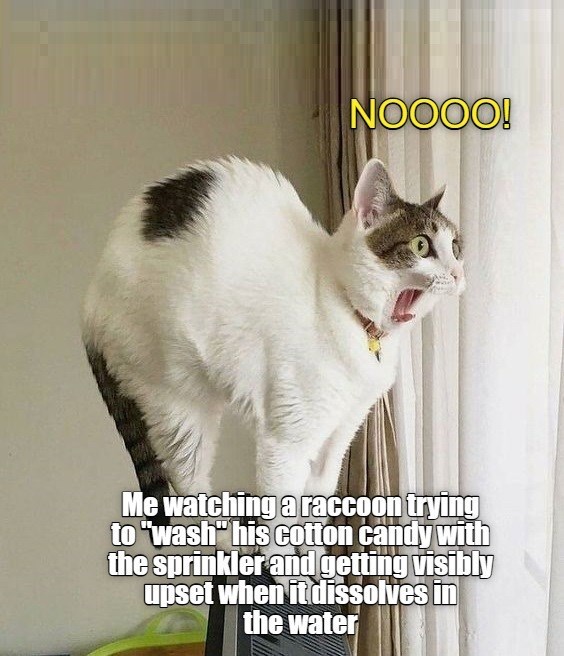 NOOOO! Me watching a raccoon trying to "wash" his cotton candy with the sprinkler and getting visibly upset when it dissolves in the water