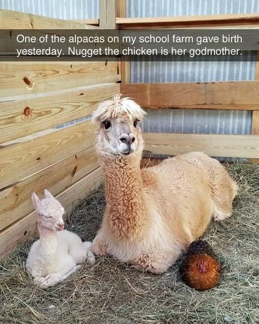 One of the alpacas on my school farm gave birth yesterday. Nugget the chicken is her godmother.