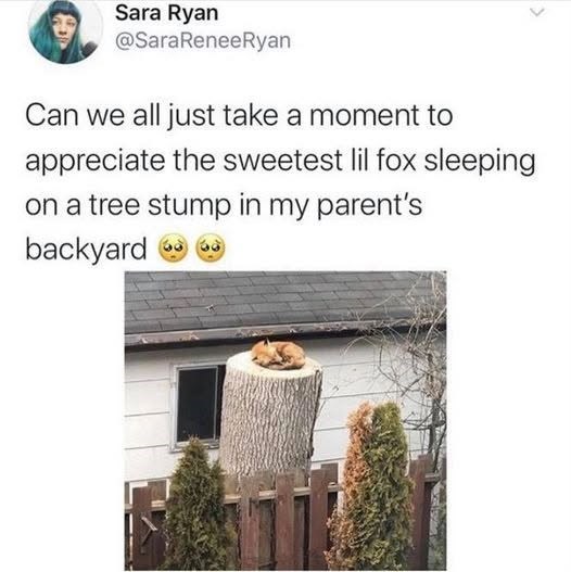 Sara Ryan @SaraReneeRyan Can we all just take a moment to appreciate the sweetest lil fox sleeping on a tree stump in my parent's backyard