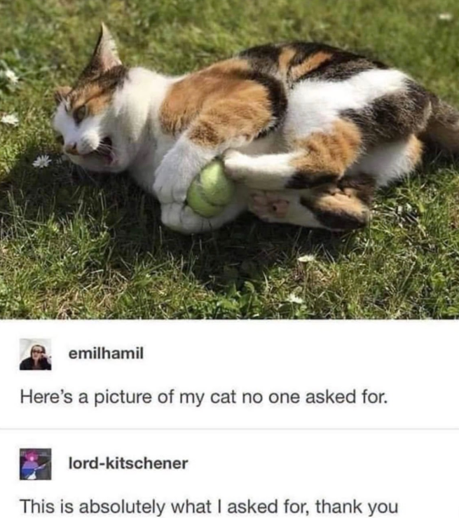 emilhamil Here's a picture of my cat no one asked for. lord-kitschener This is absolutely what I asked for, thank you