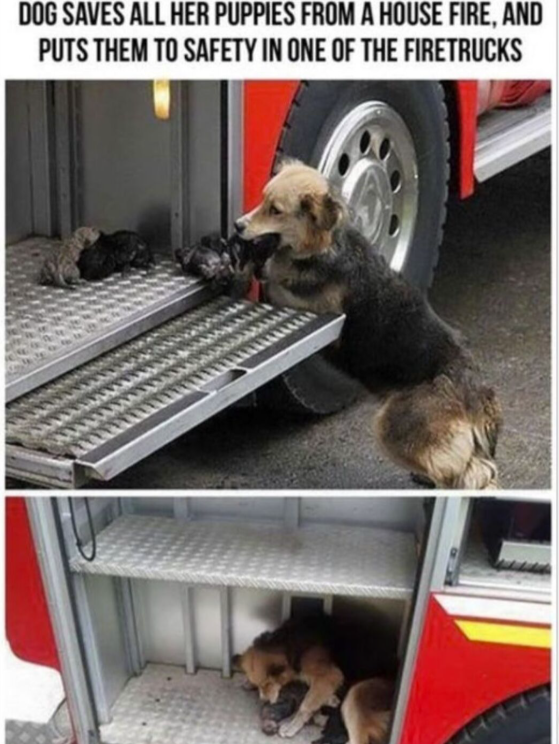 DOG SAVES ALL HER PUPPIES FROM A HOUSE FIRE, AND PUTS THEM TO SAFETY IN ONE OF THE FIRETRUCKS
