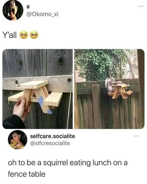 Y'all @Okomo_xi selfcare.socialite @slfcresocialite oh to be a squirrel eating lunch on a fence table