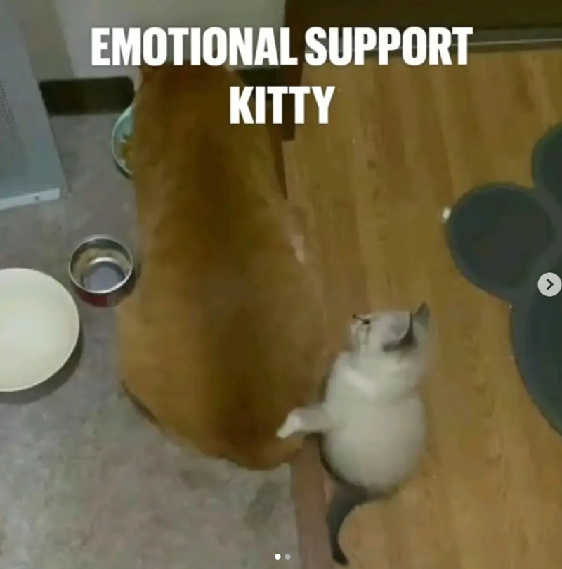 EMOTIONAL SUPPORT KITTY
