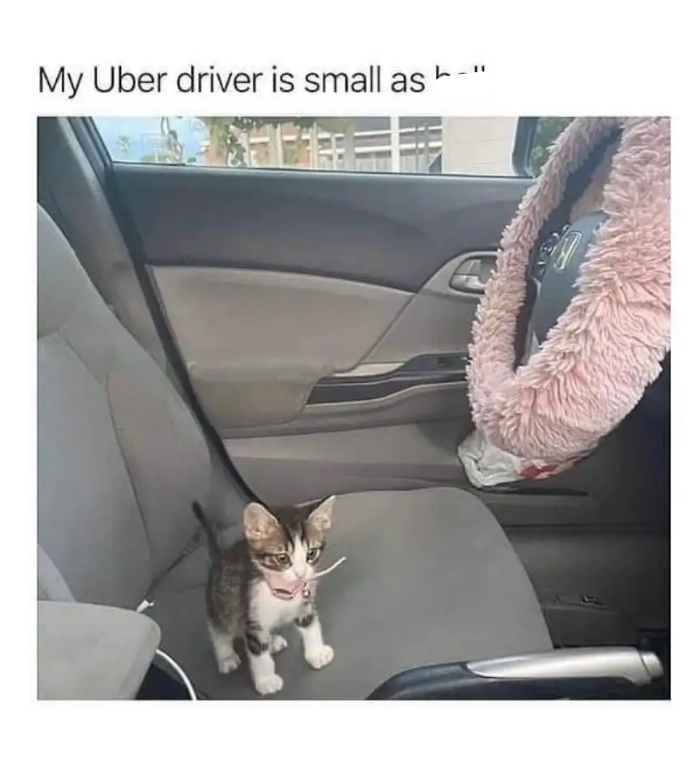 My Uber driver is small as -
