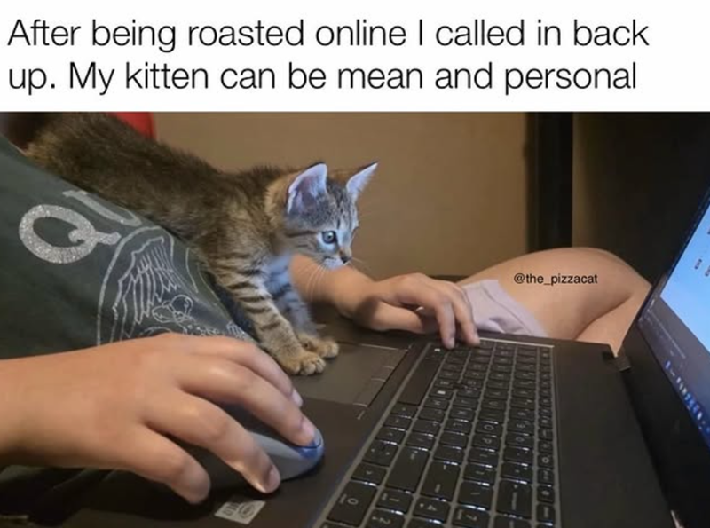 After being roasted online I called in back up. My kitten can be mean and personal 10 @the_pizzacat