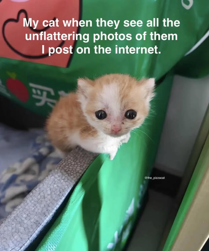 My cat when they see all the unflattering photos of them I post on the internet. F @the_pizzacat