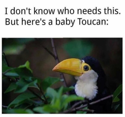 I don't know who needs this. But here's a baby Toucan: