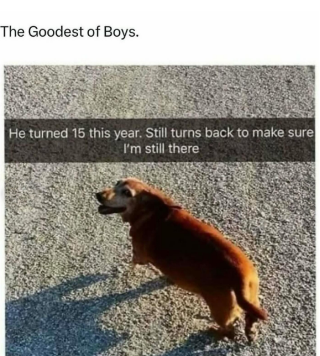 The Goodest of Boys. He turned 15 this year. Still turns back to make sure I'm still there